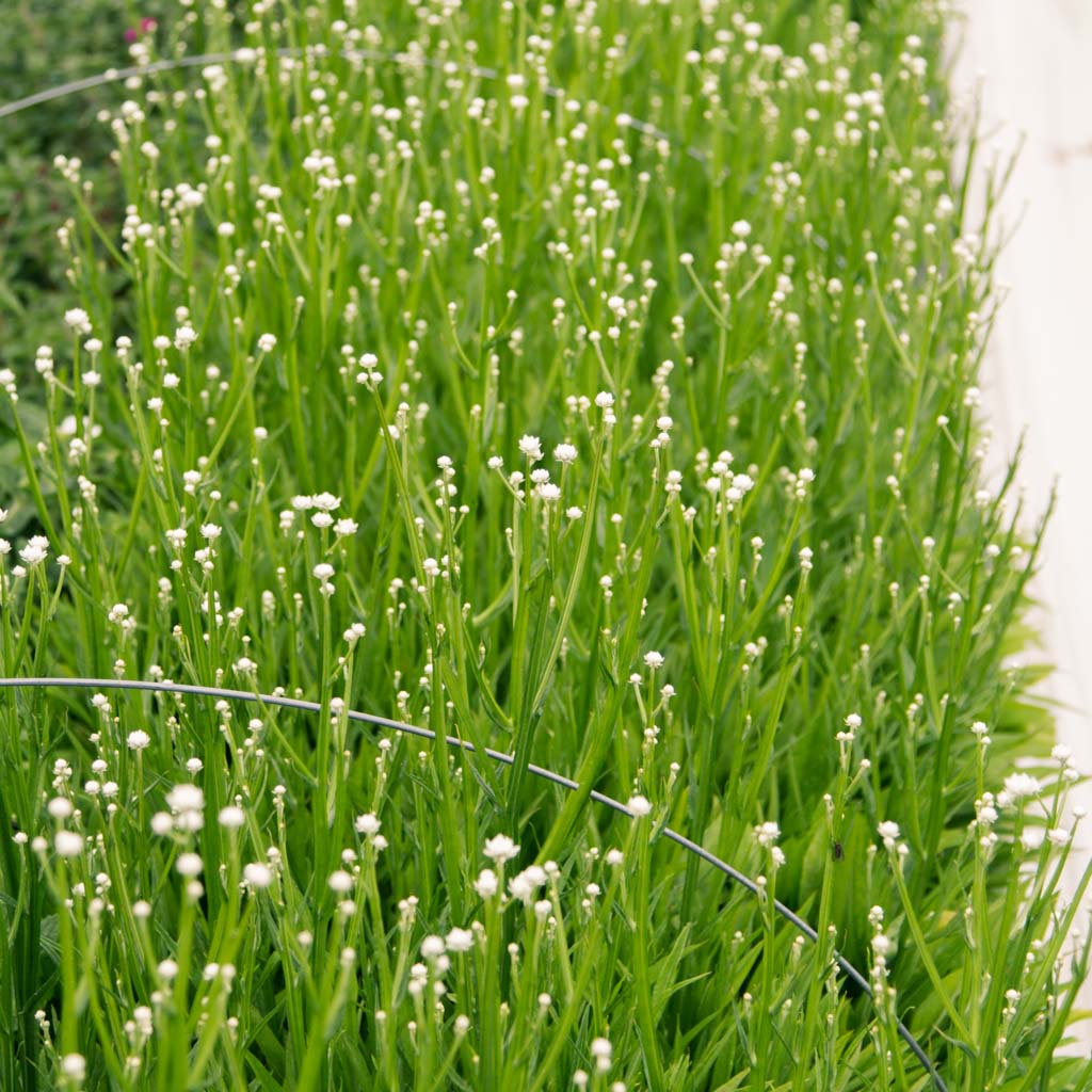 AMMOBIUM - PLANTS