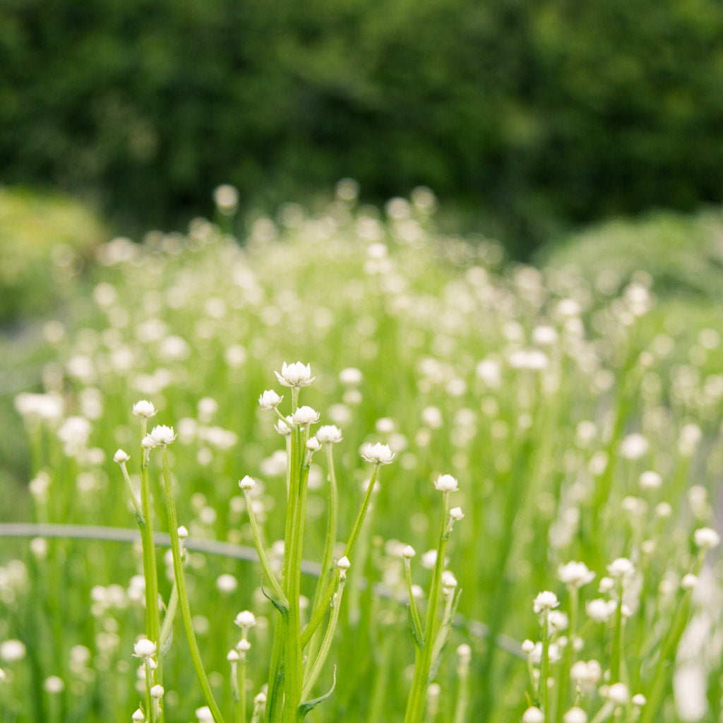 Ammobium