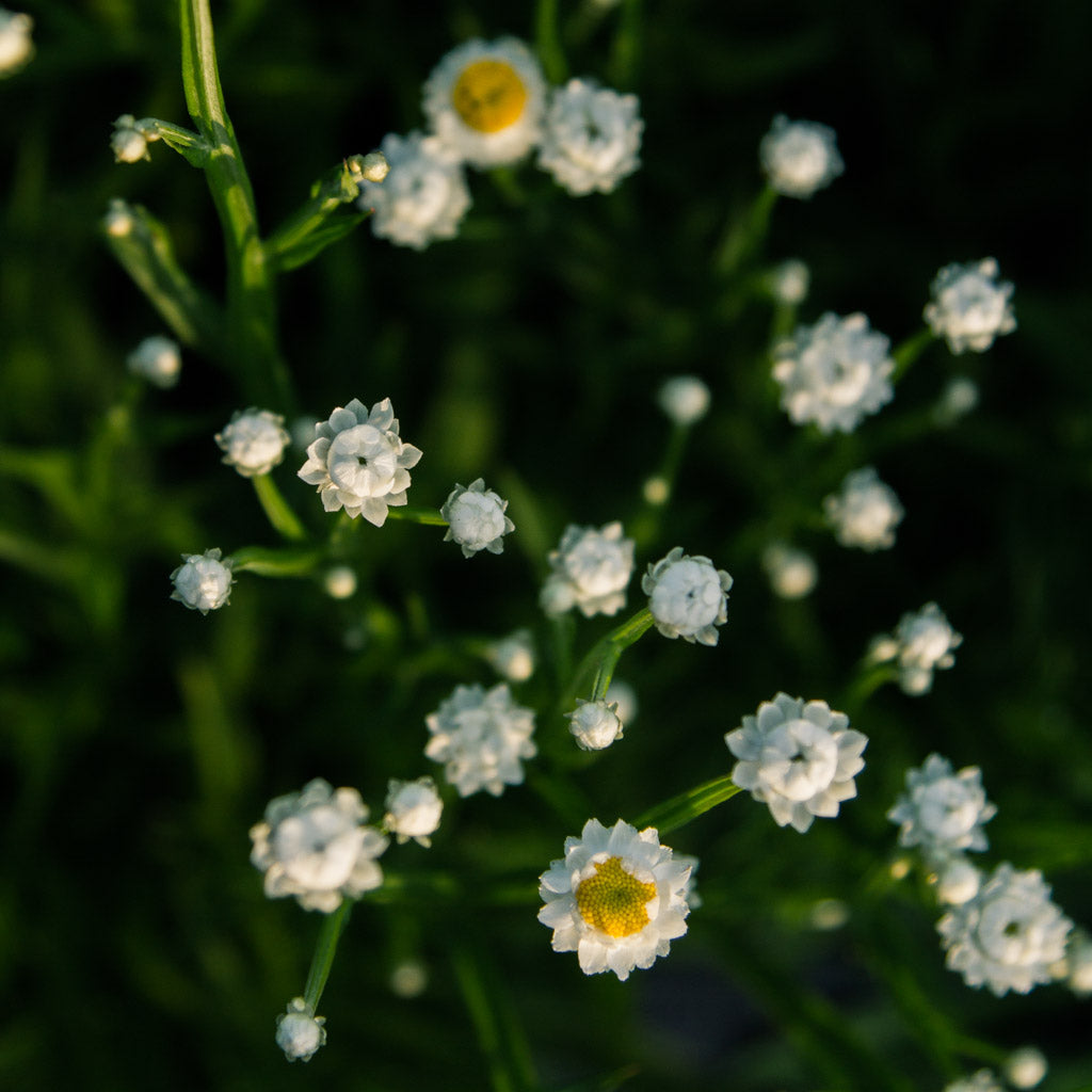 Ammobium