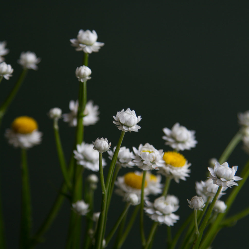 Ammobium