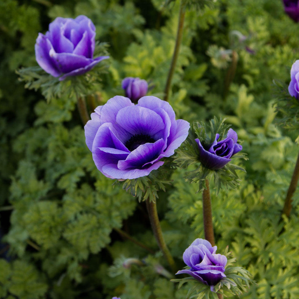 ANEMONE - Azzurro