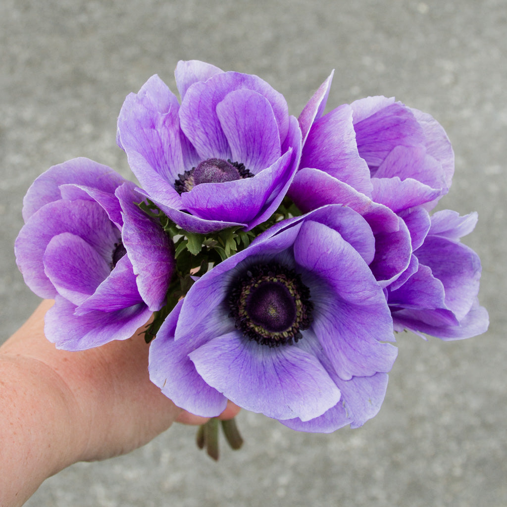 ANEMONE - Azzurro