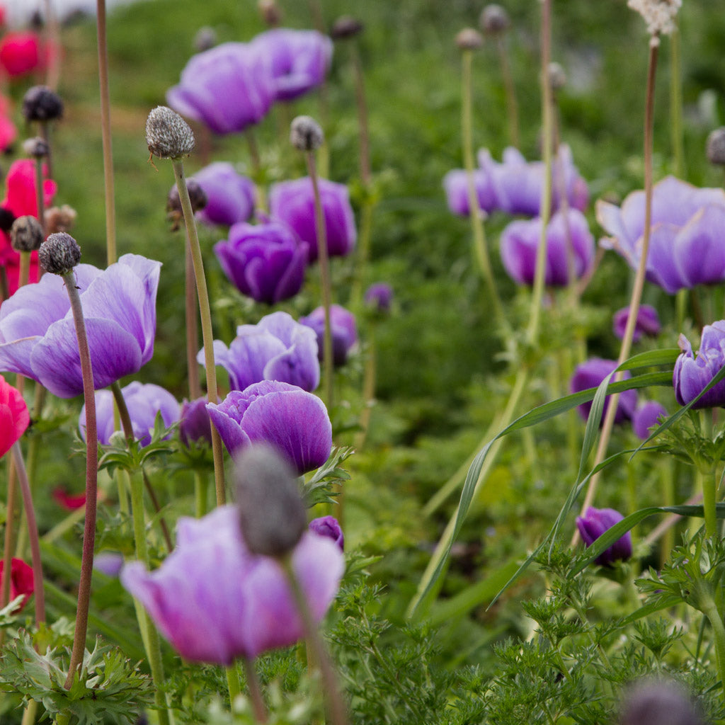 ANEMONE - Azzurro