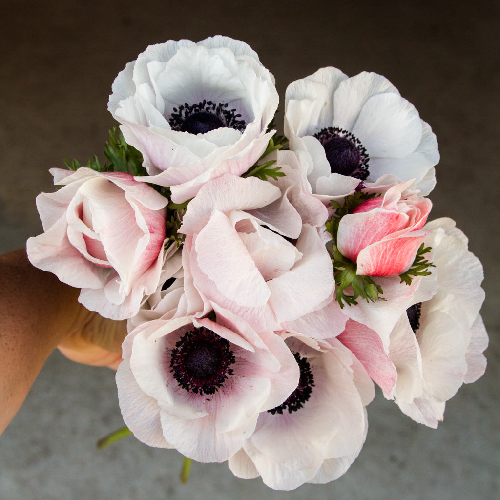 ANEMONE - BCN - PLANTS