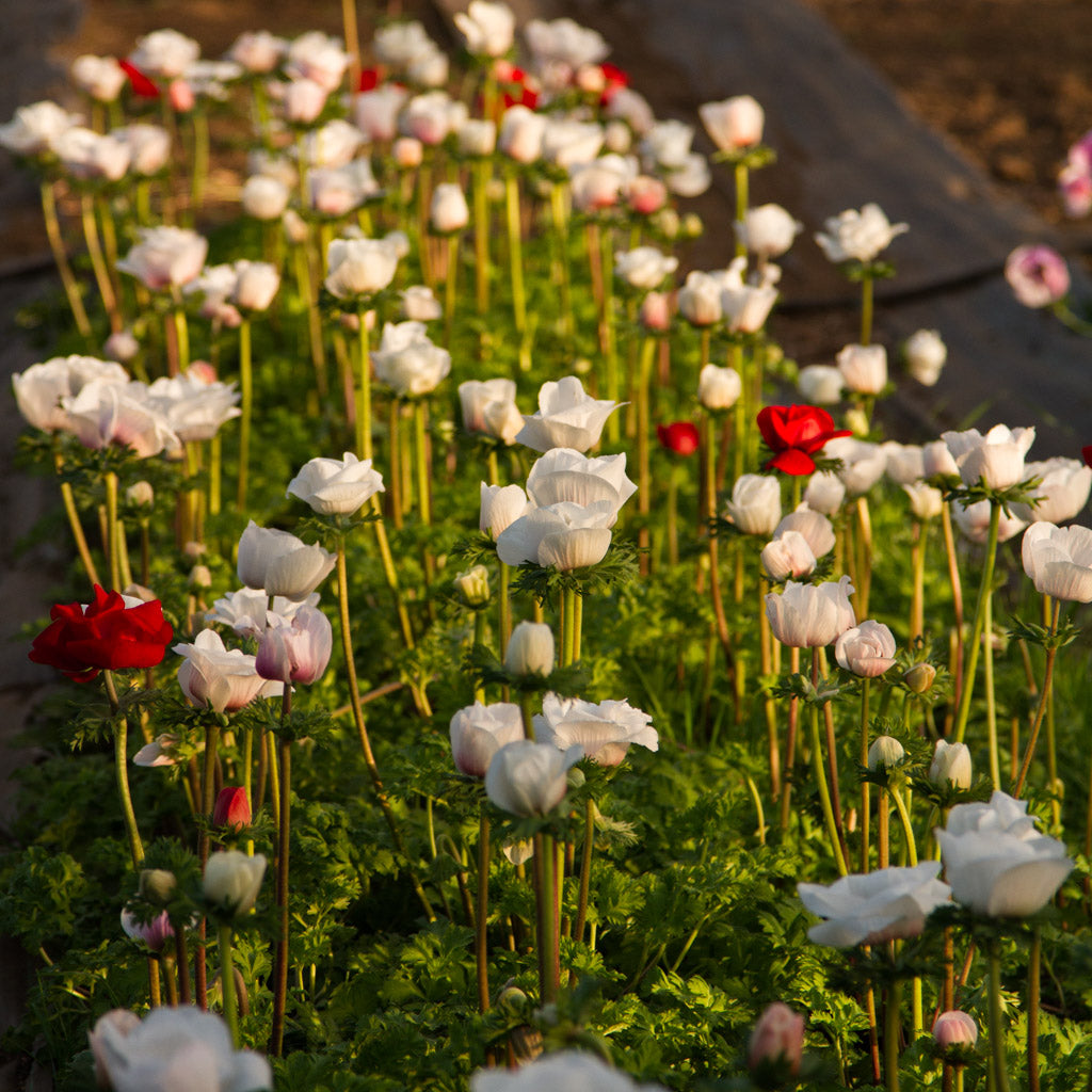ANEMONE - BCN