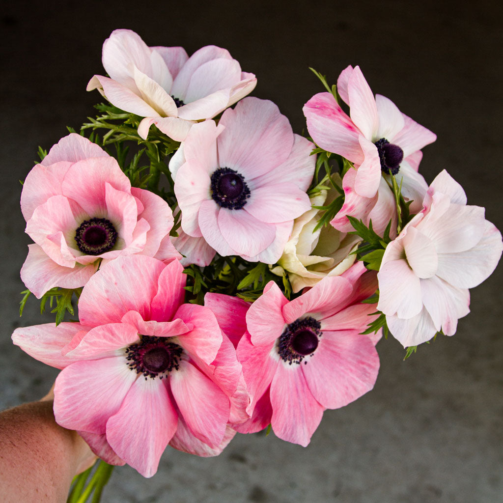 ANEMONE - Rosa Chiaro - PLANTS