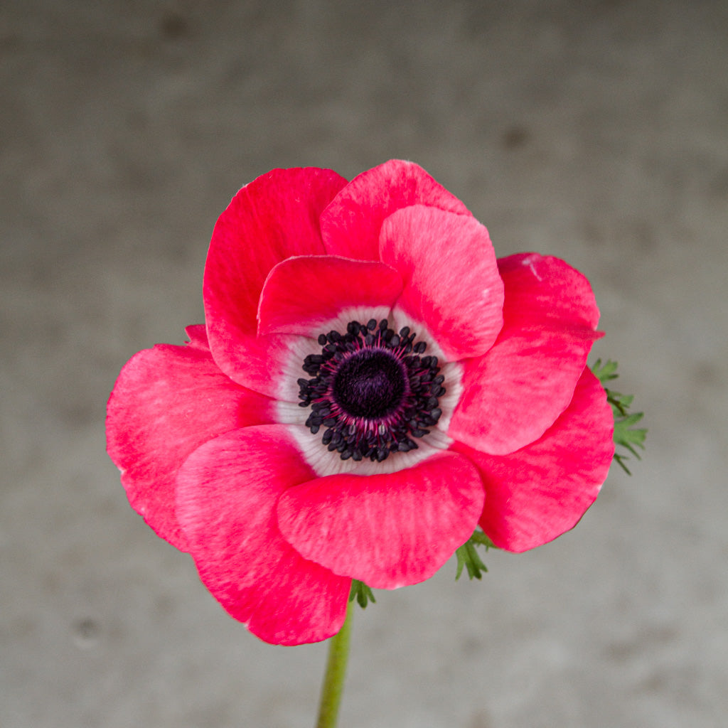 ANEMONE - Pinkie