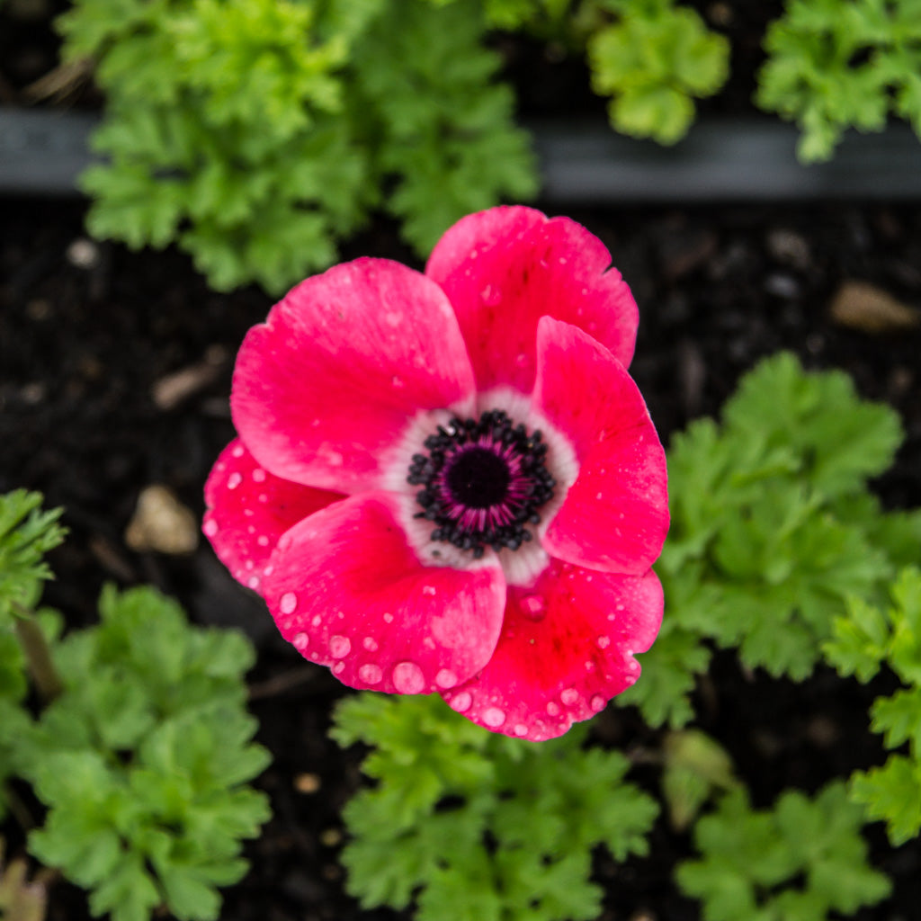 ANEMONE - Pinkie