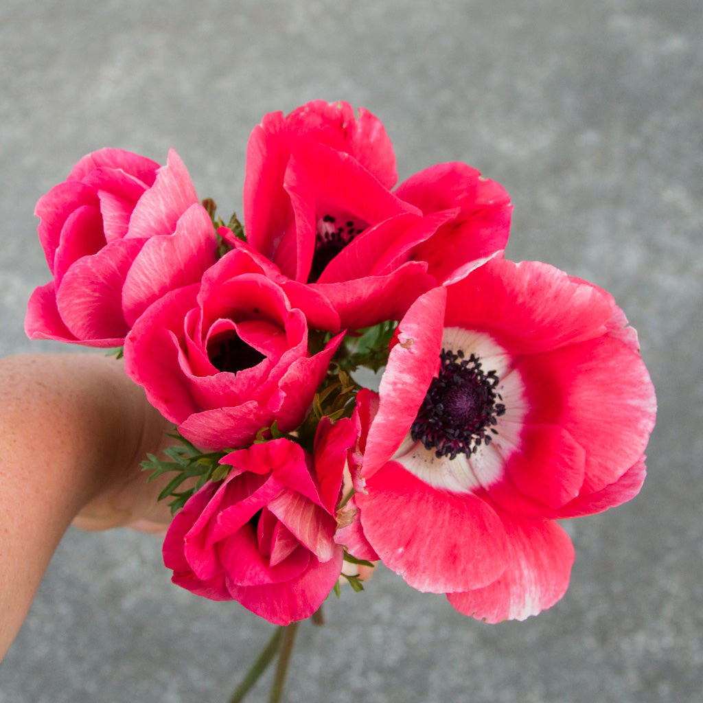 ANEMONE - Pinkie