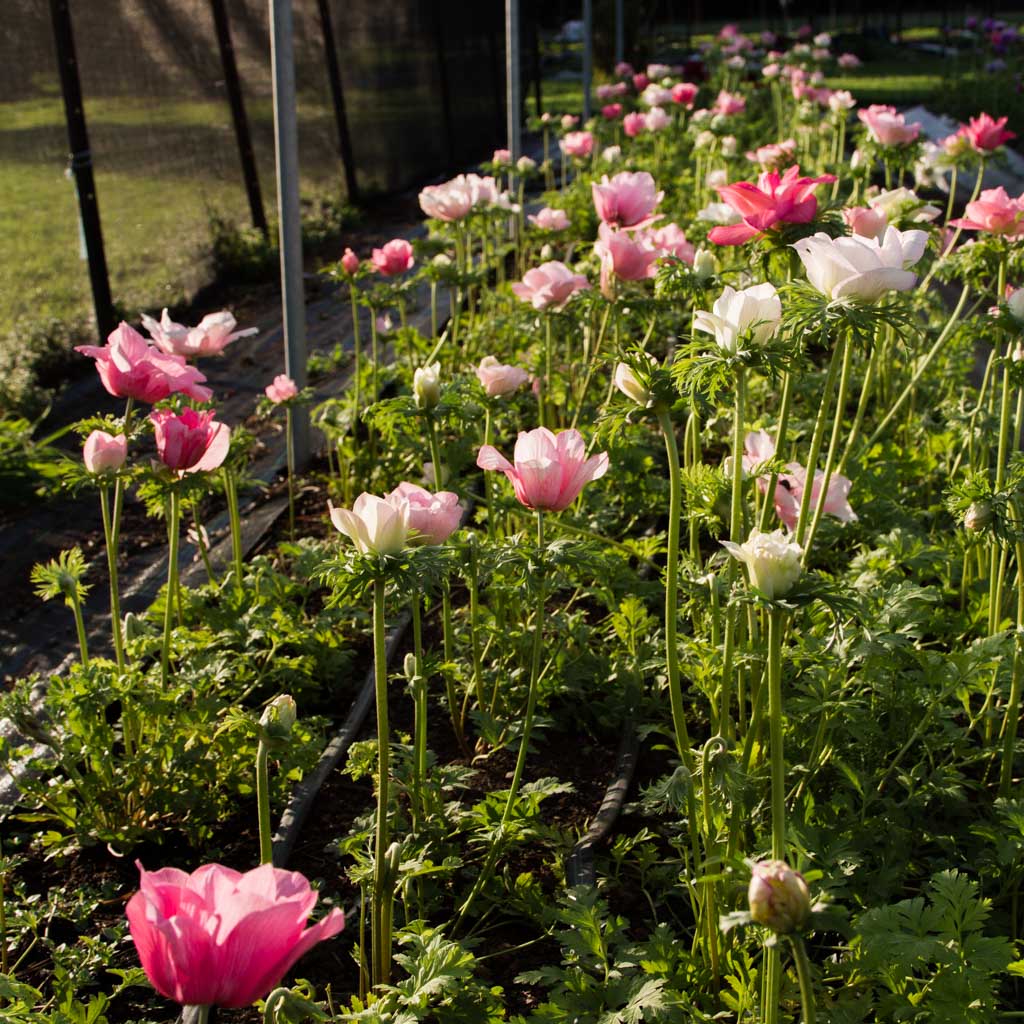 ANEMONE - Rosa Chiaro