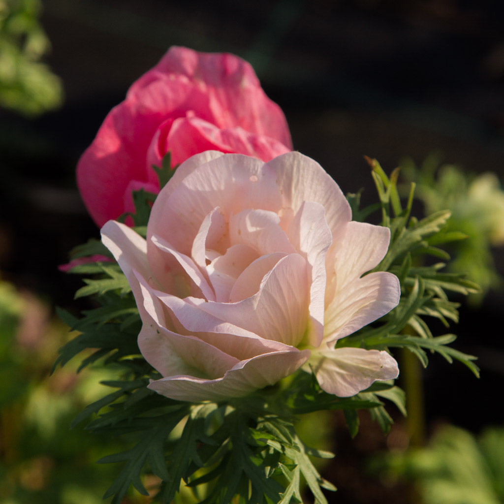 ANEMONE - Rosa Chiaro