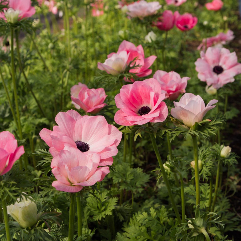 ANEMONE - Rosa Chiaro
