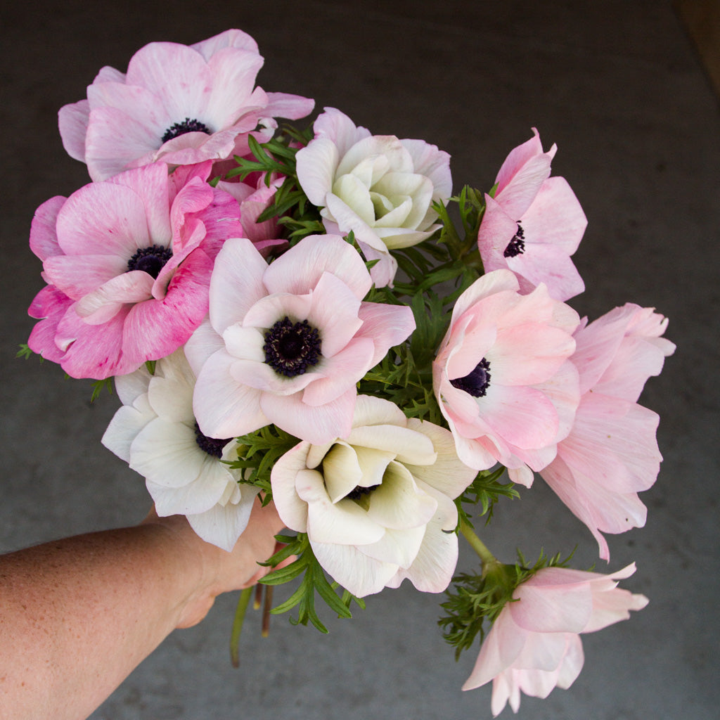 ANEMONE - Rosa Chiaro