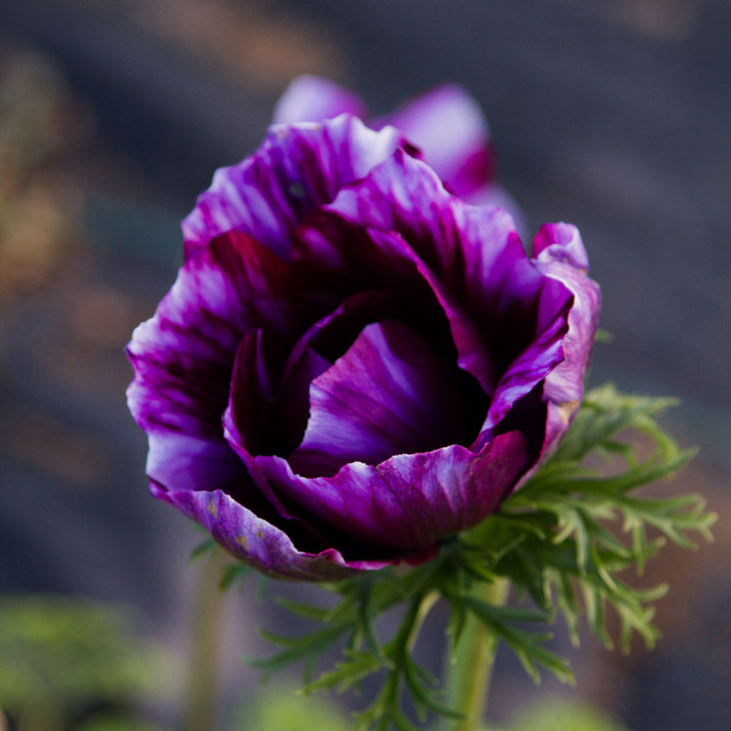 ANEMONE - Tigre Wine