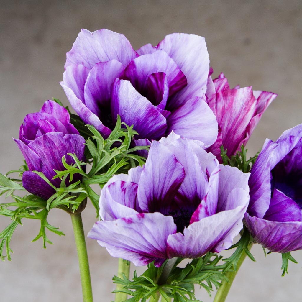 ANEMONE - Tigre Wine