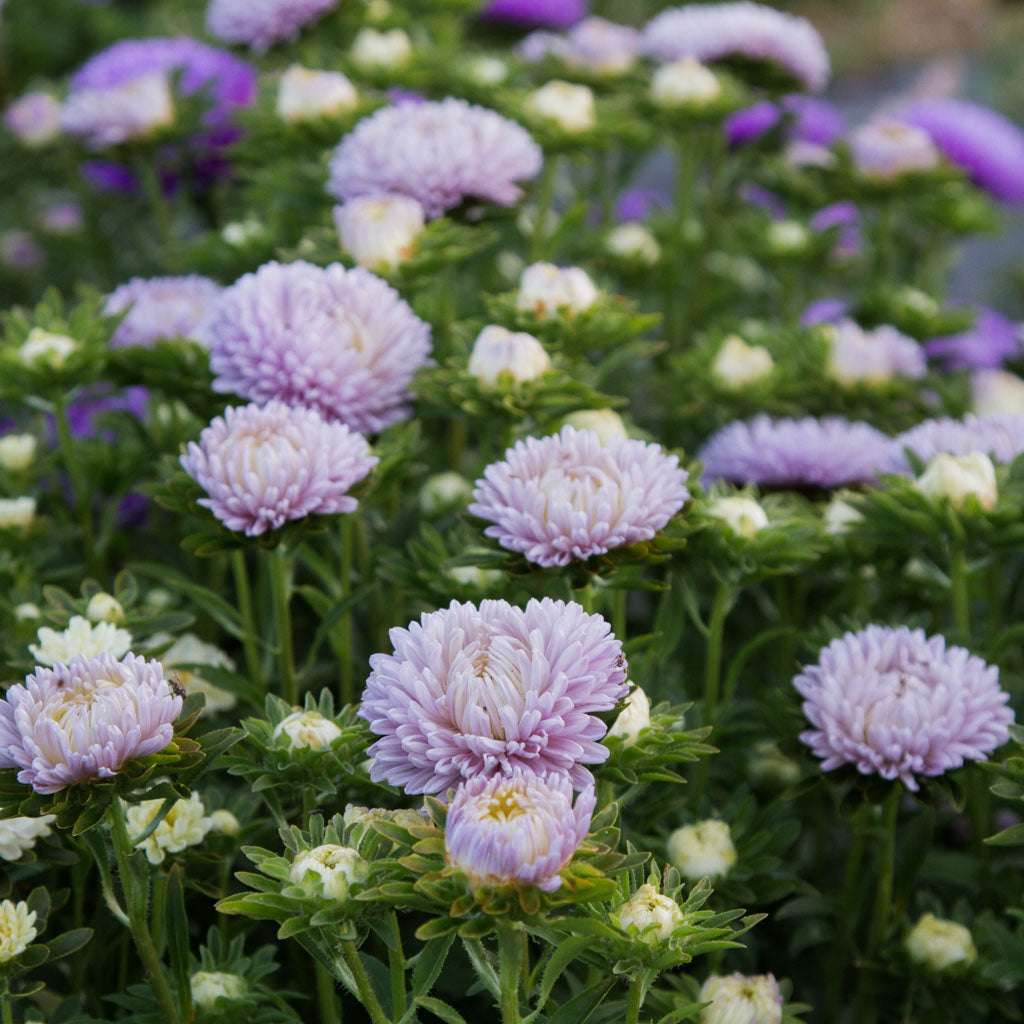 Aster - Lady Coral Lavender