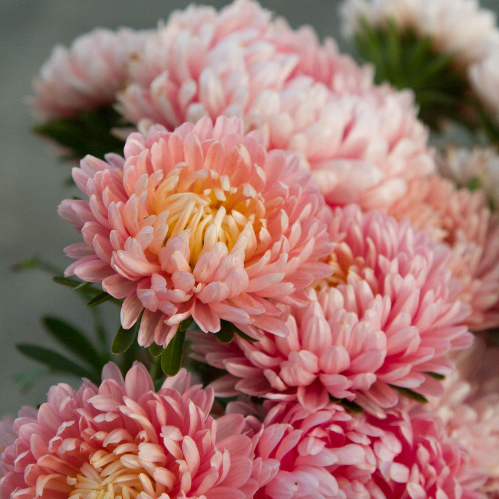 Aster - Tower Chamois