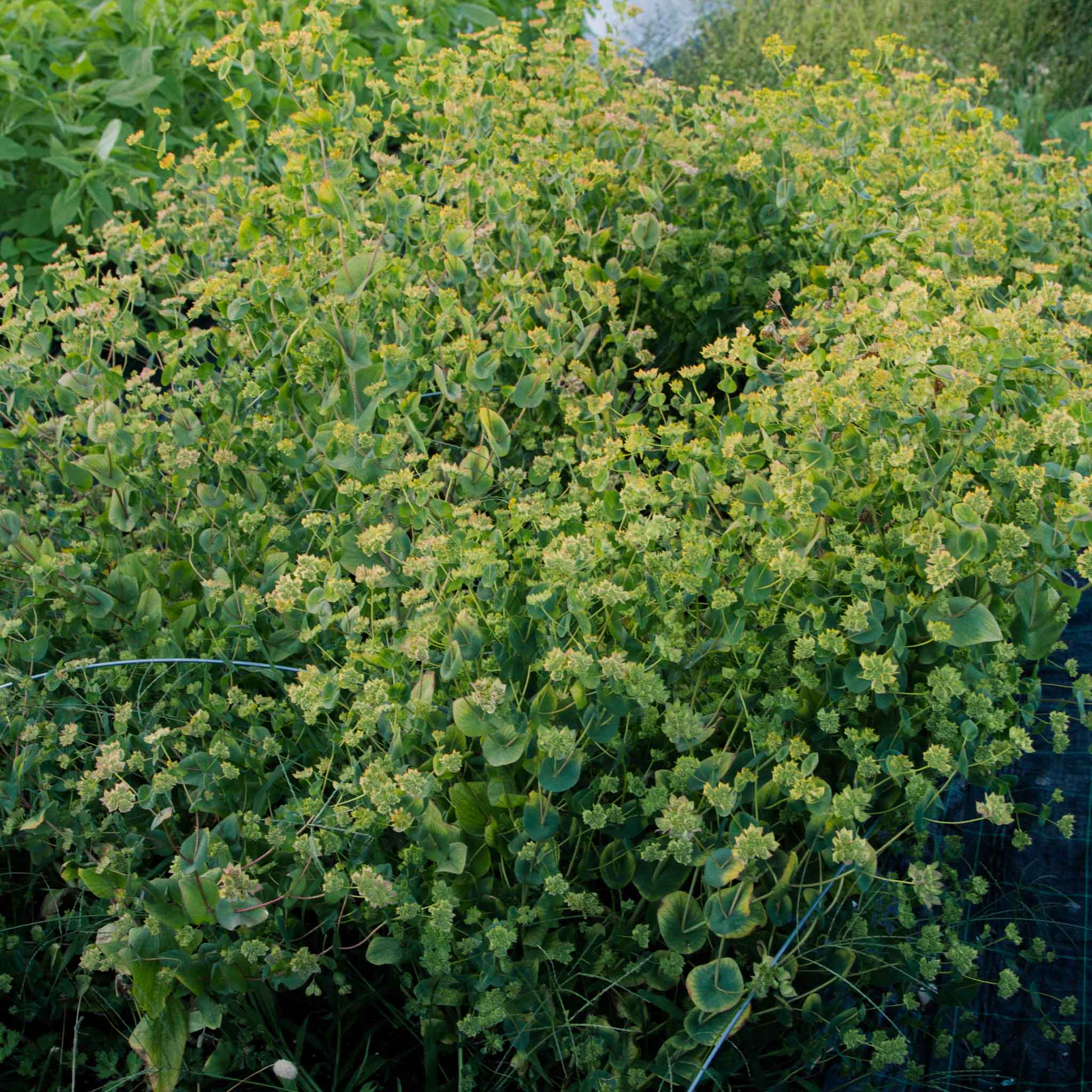 Bupleurum
