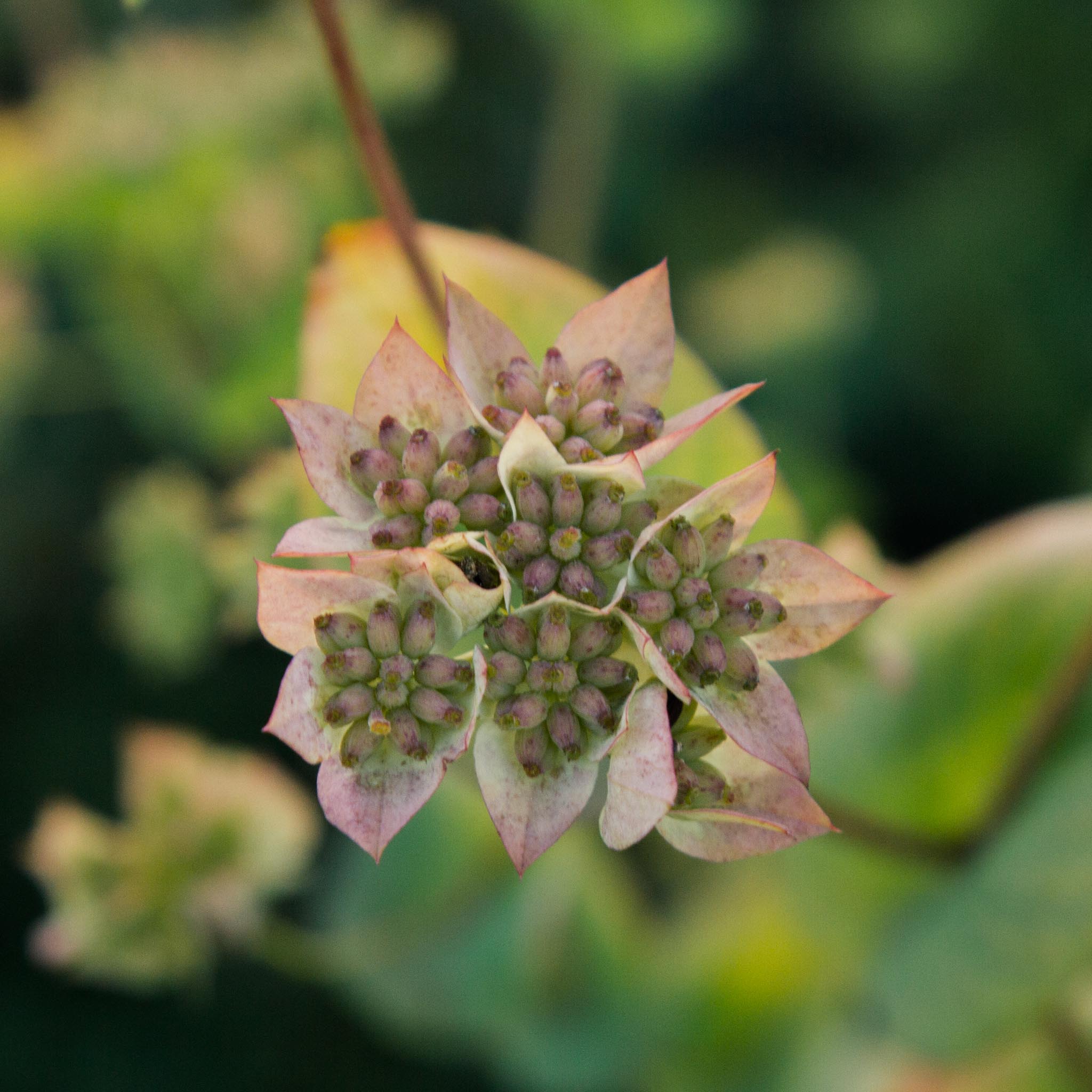 Bupleurum