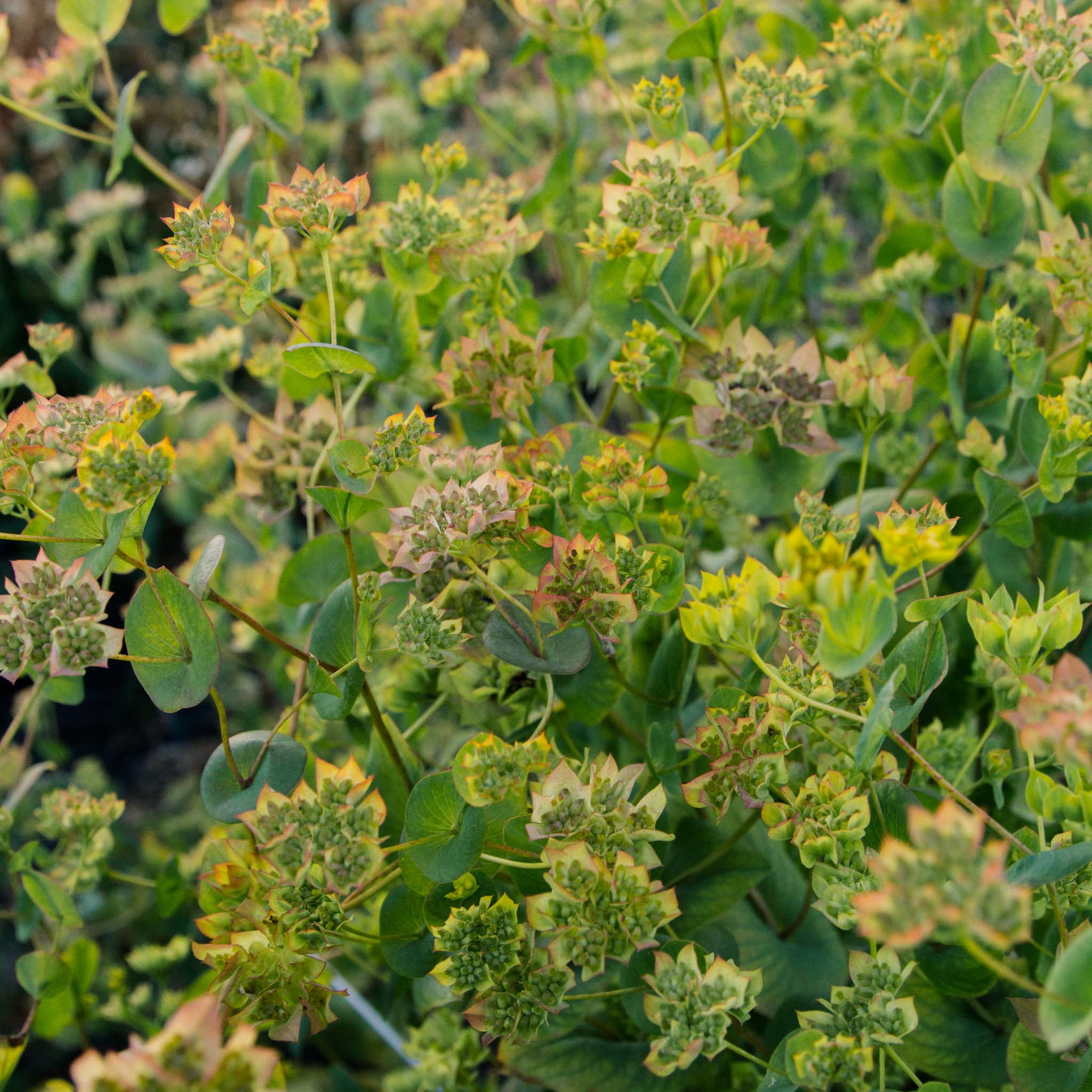 Bupleurum