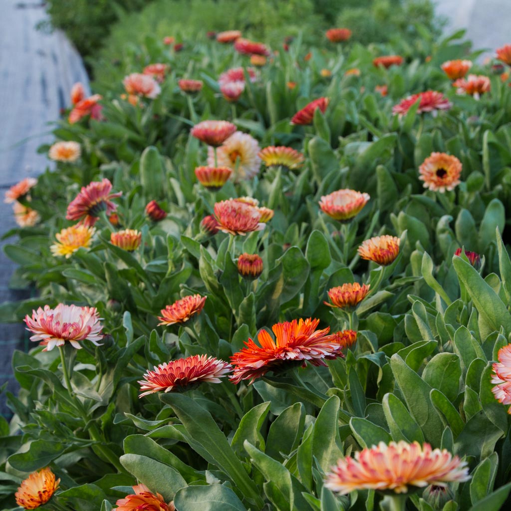 Calendula - Strawberry Blonde