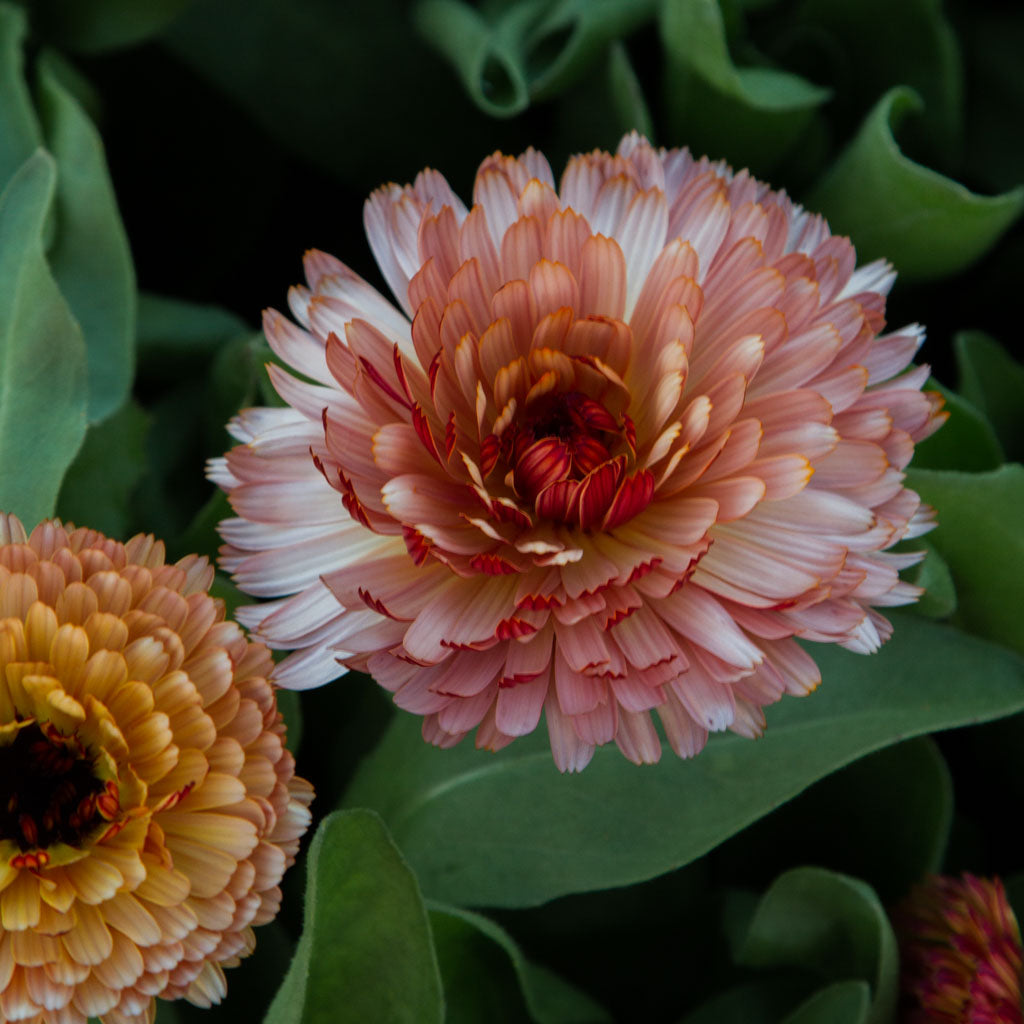Calendula - Strawberry Blonde