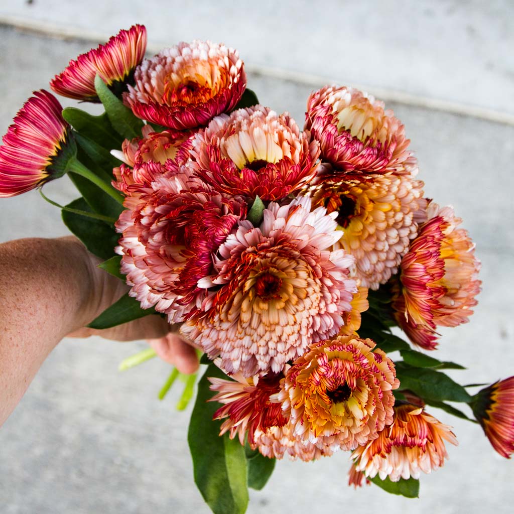 strawberry blonde calendula seeds Calendula