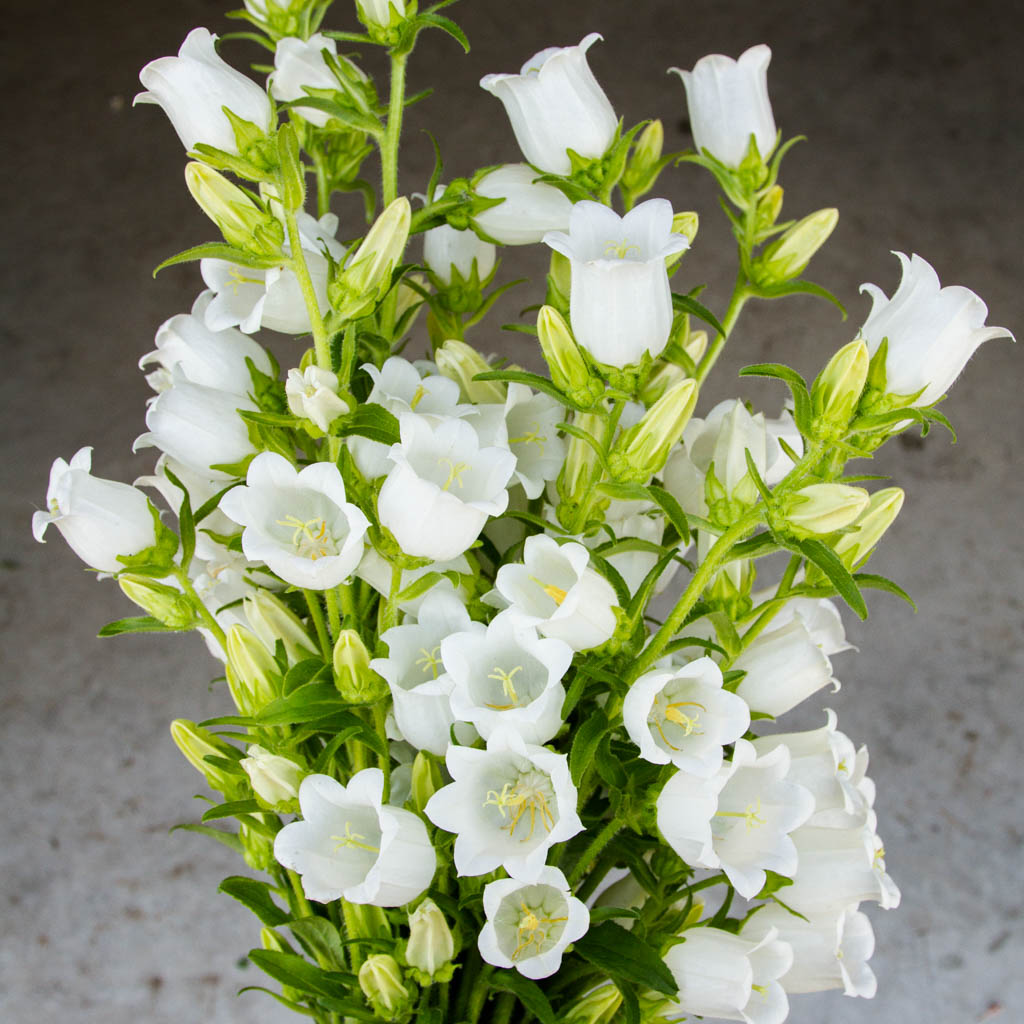 Campanula - Champion Pro White