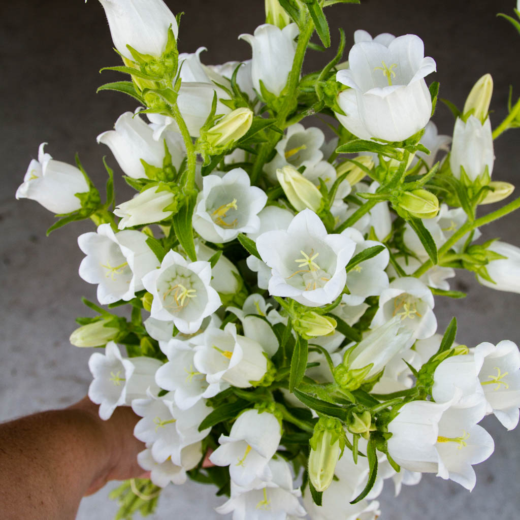 Campanula - Champion Pro White