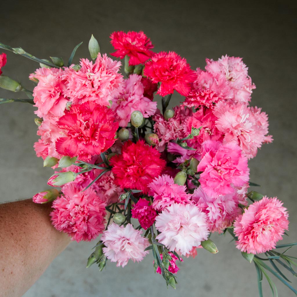 CARNATION - Chabaud Aurora - PLANTS