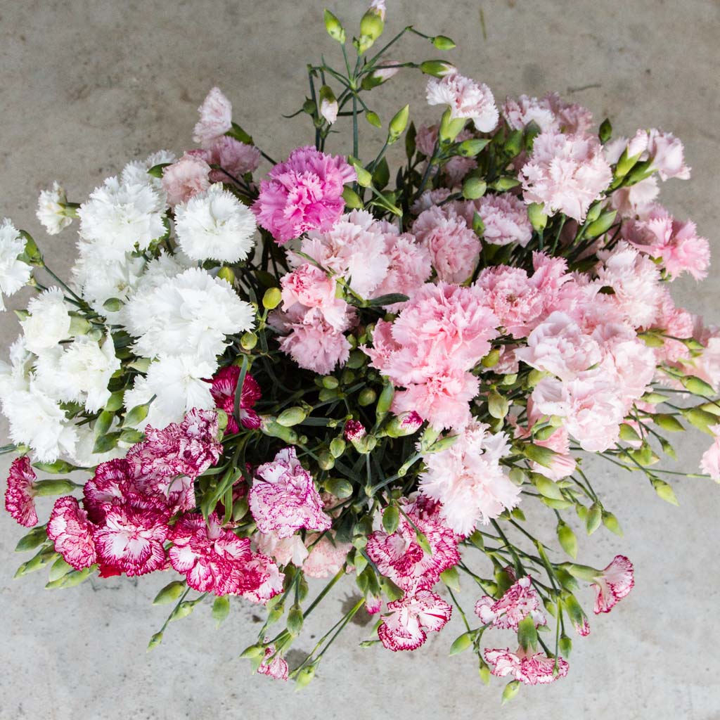 Carnation - Chabaud Jeanne Dionis