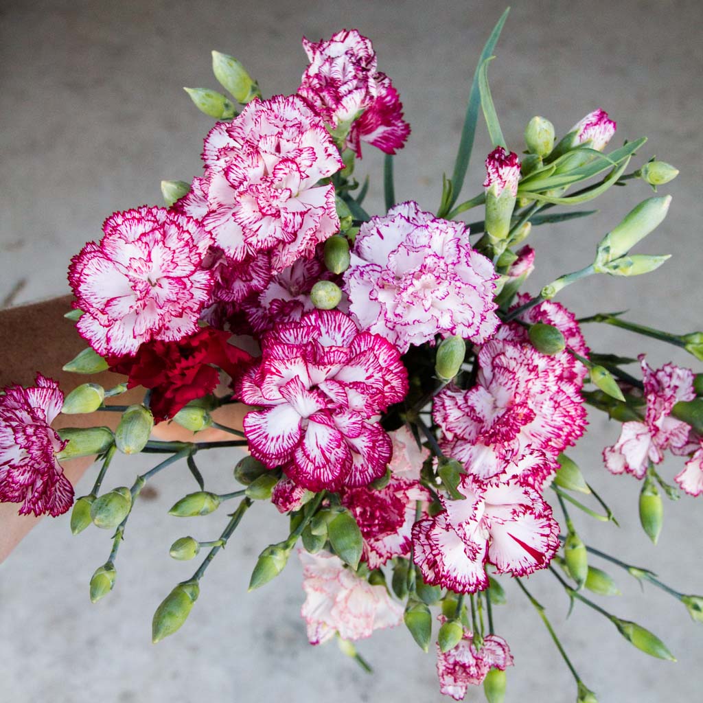 Carnation - Chabaud Benigna