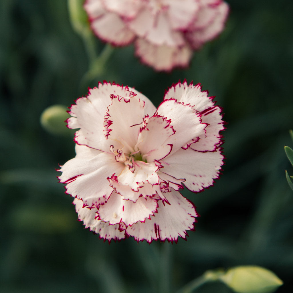 Carnation - Chabaud Benigna