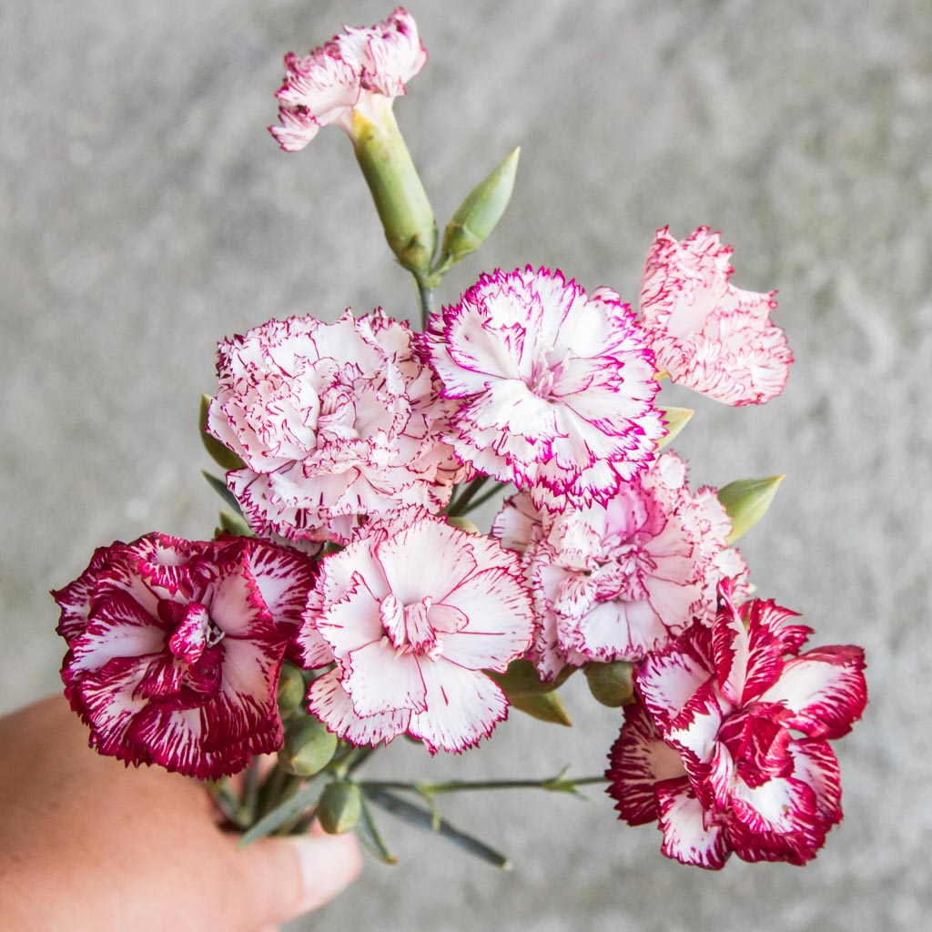 Carnation - Chabaud Benigna