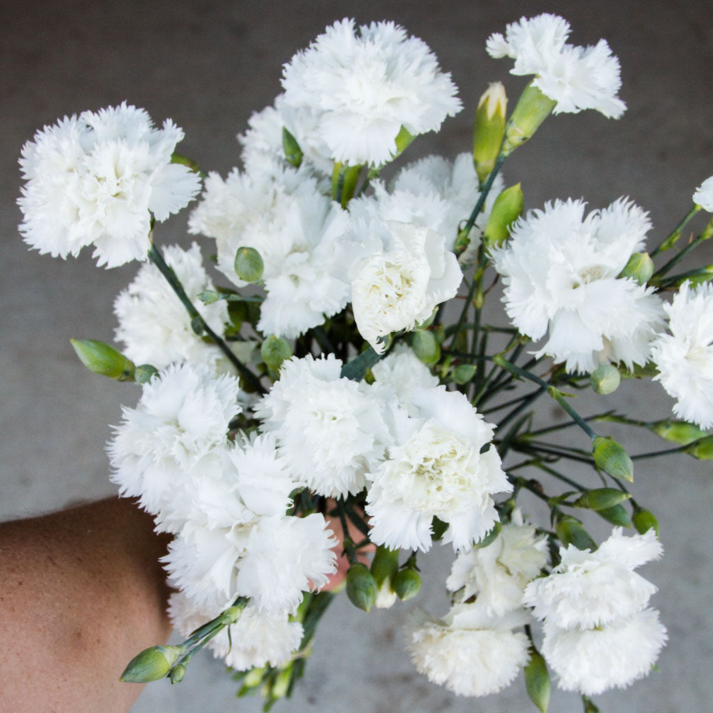 Carnation - Chabaud Jeanne Dionis
