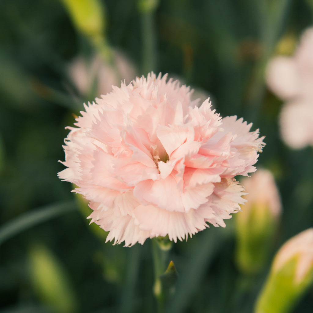 Carnation - Chabaud La France