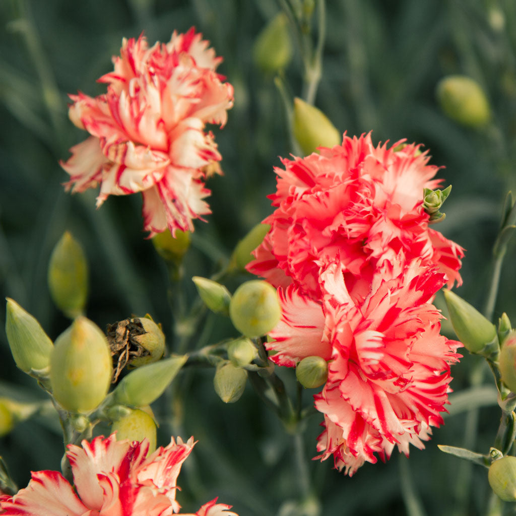 Carnation - Chabaud Orange Sherbet