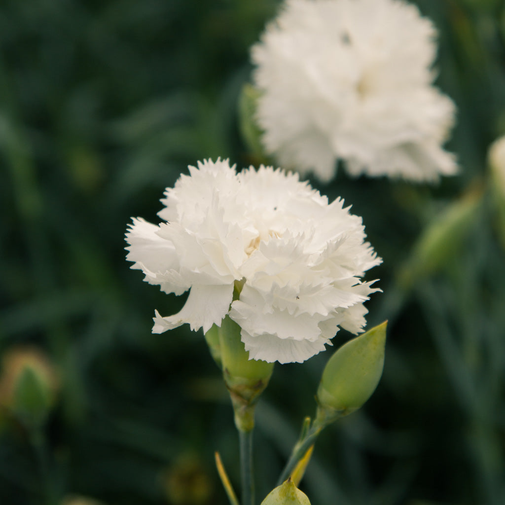 Carnation - Chabaud Jeanne Dionis