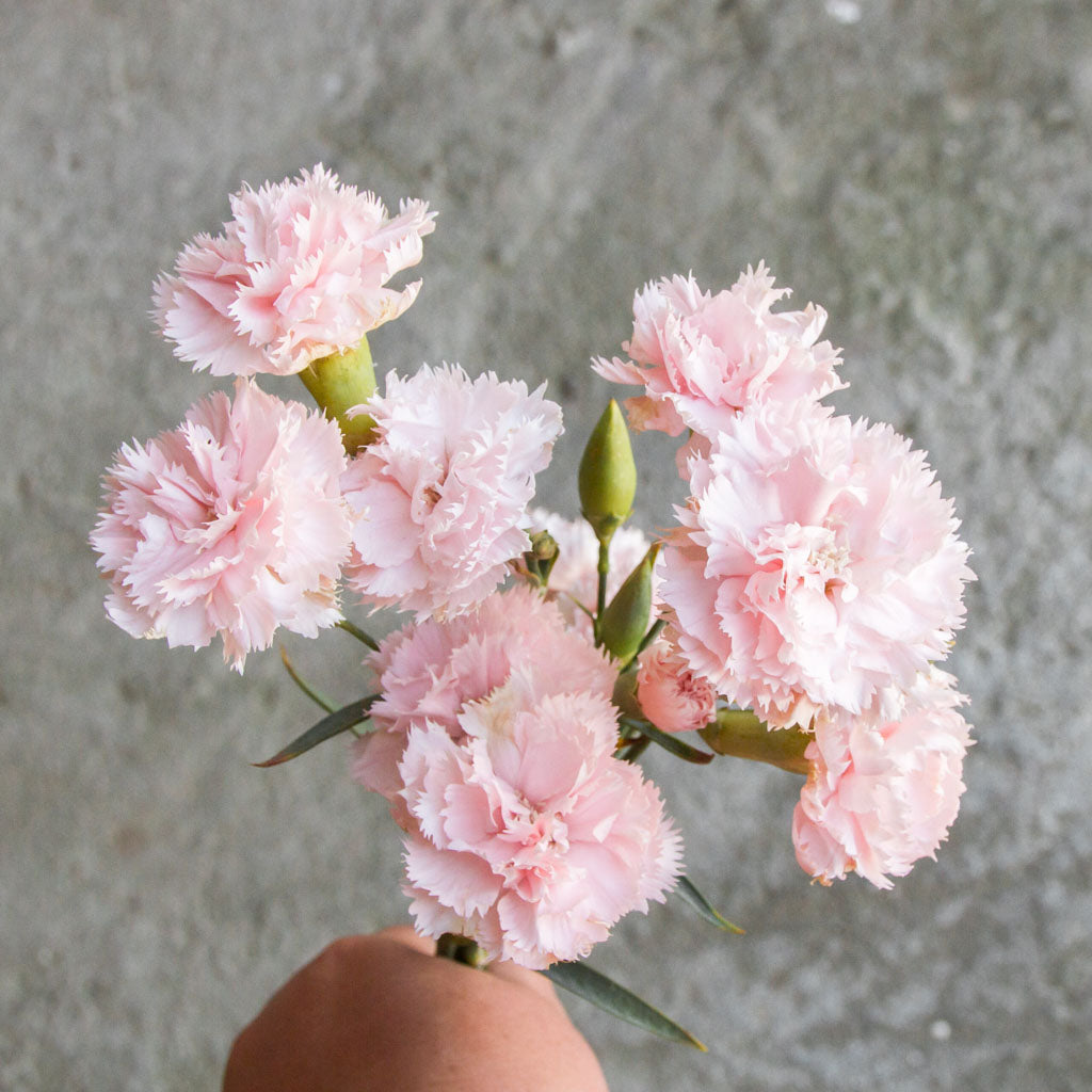 Carnation - Chabaud La France