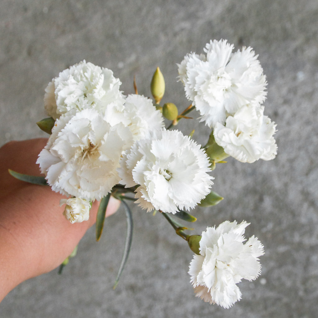 Carnation - Chabaud Jeanne Dionis