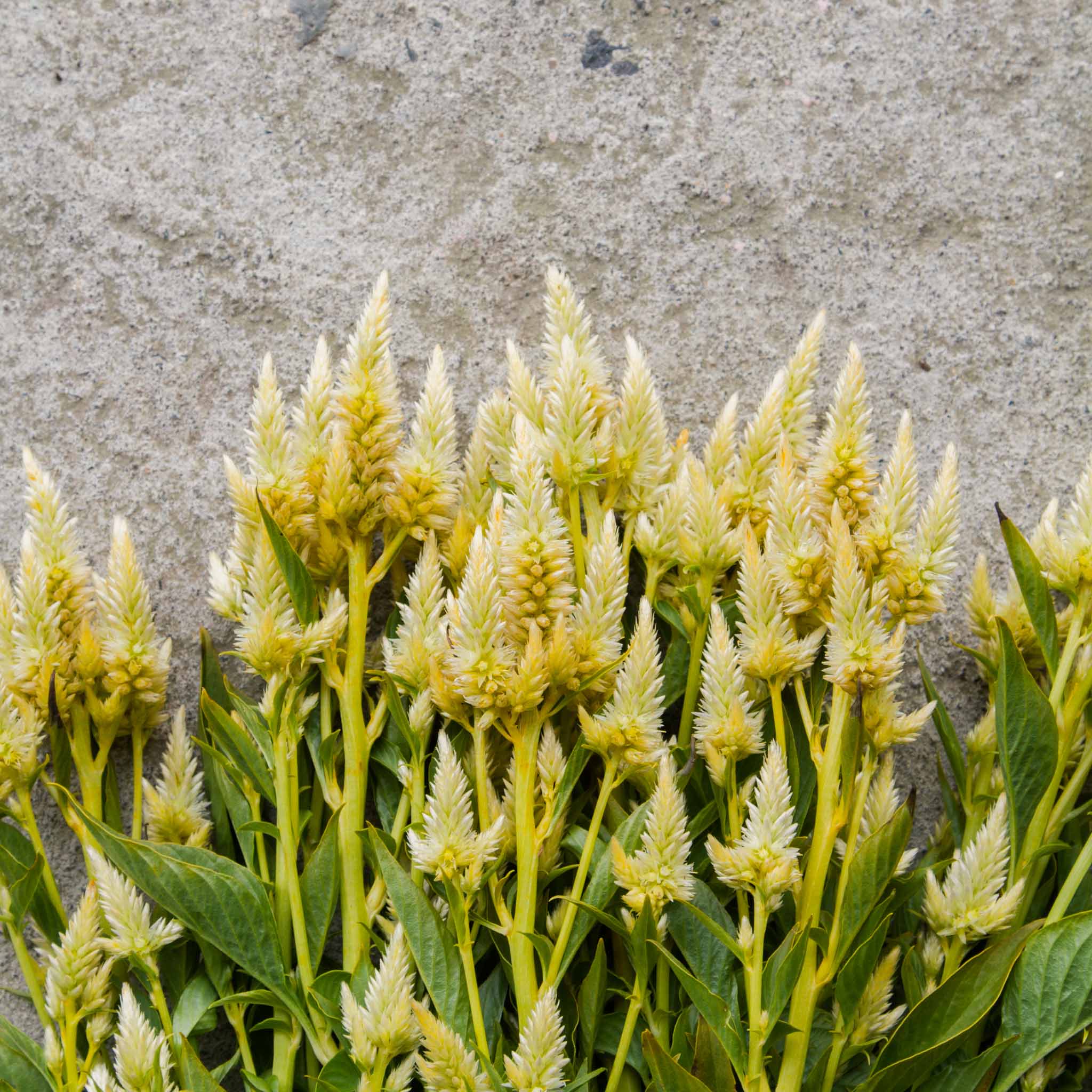 Celosia - Celway White