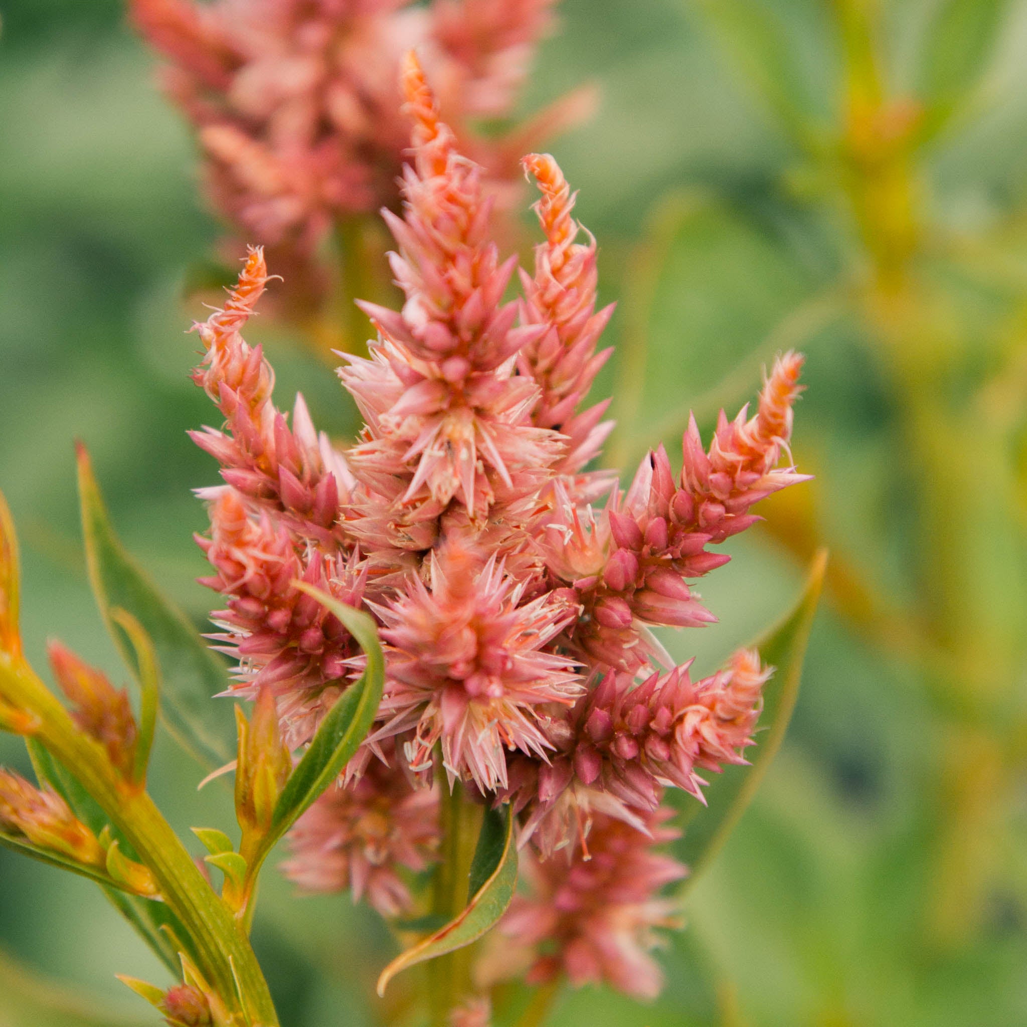 Celosia - Celway Terracotta