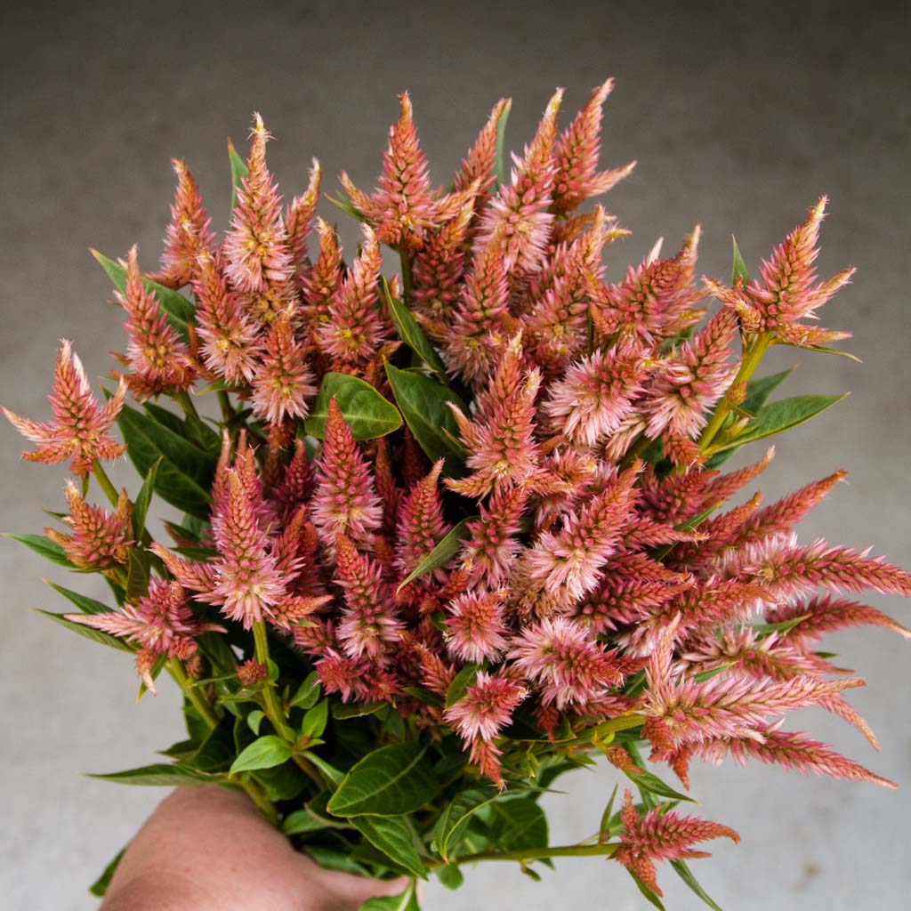 Celosia - Celway Terracotta