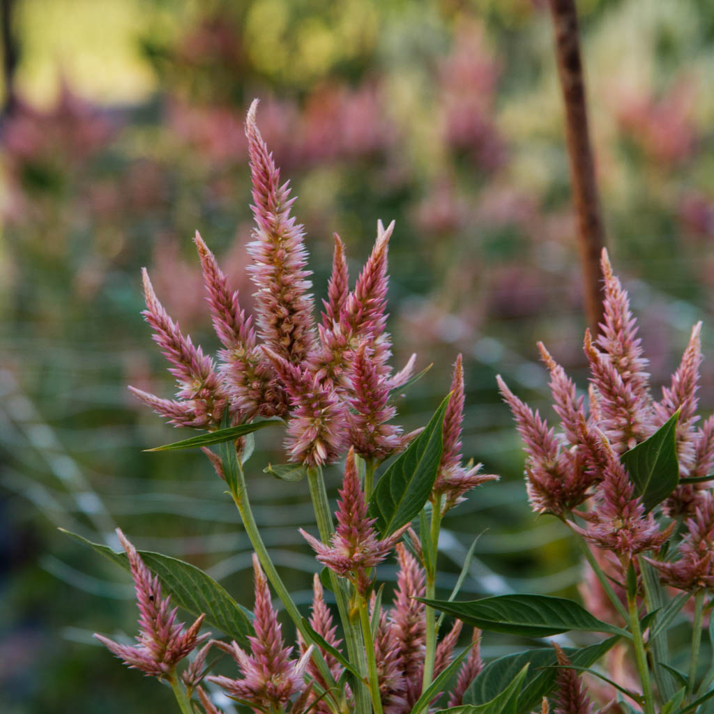 Celosia - Celway Terracotta