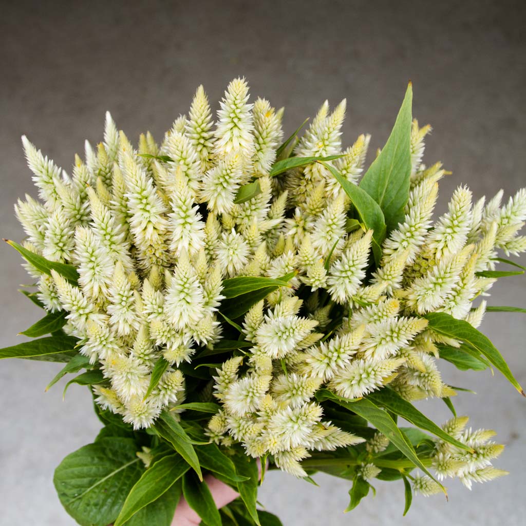 Celosia - Celway White