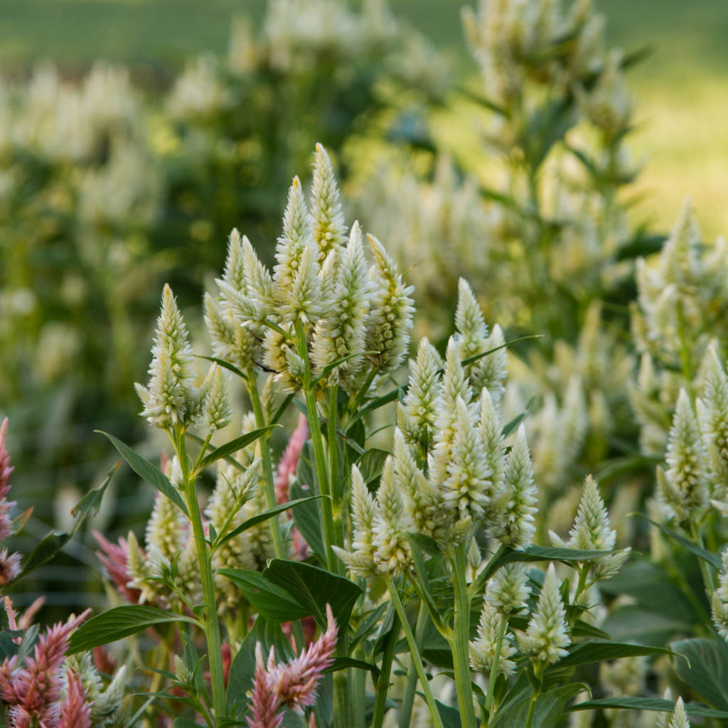 Celosia - Celway White