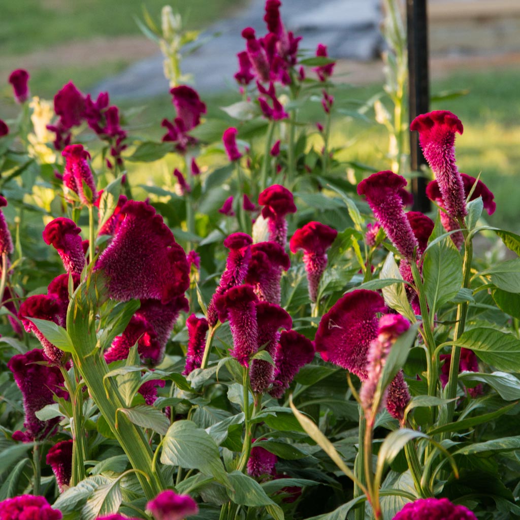 Celosia - Cramer's Burgundy