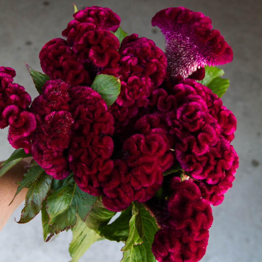 Celosia - Cramer's Burgundy