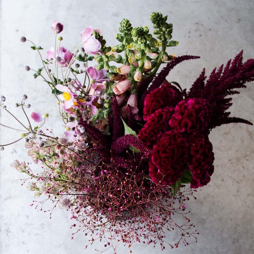 Celosia - Cramer's Burgundy