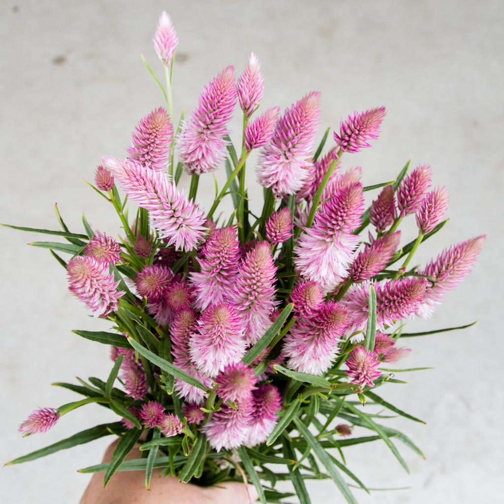 Celosia - Flamingo Feather